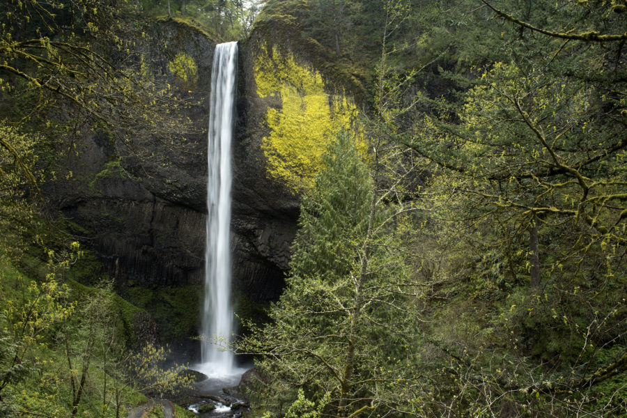 The Columbia Gorge Trails are Opening!