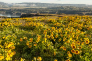 Wildflowers at the Tom McClall Preserve in Rowena, Oregon in the Columbia Gorge by Gary Quay