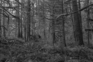 Barlow Trail Wayside, Brightwood, Oregon, January 2021 by Gary Quay