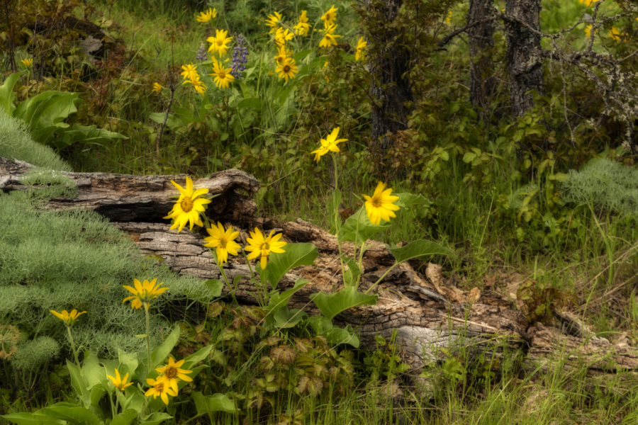 Fresh and Rotten Flora, Rowena, Oregon by Gary Quay