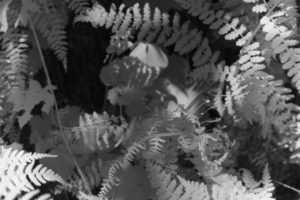 Infrared picture of ferns in the Columbia Gorge by Gary Quay