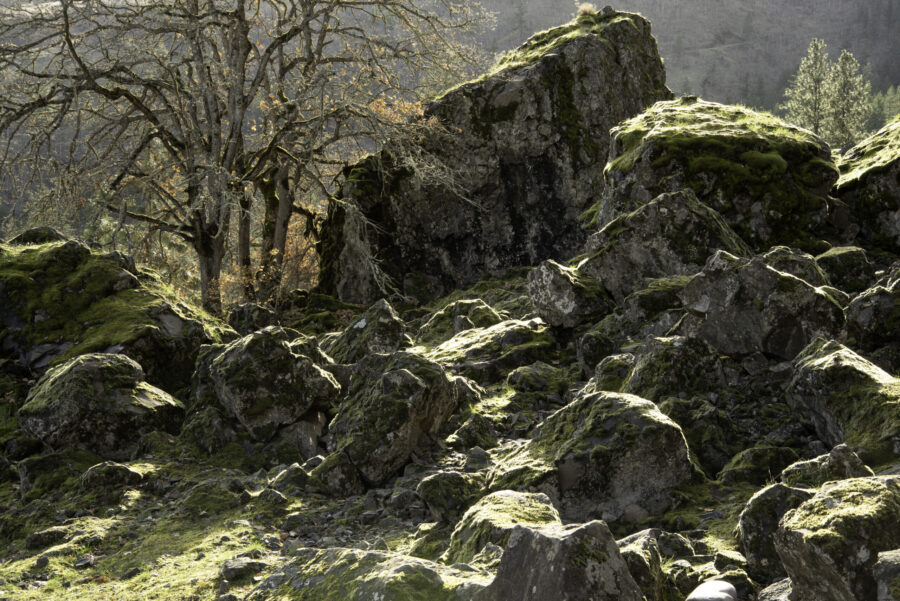 Backlit Rocks with Lichen and Moss in the Eastern Columbia Gorge by Gary Quay